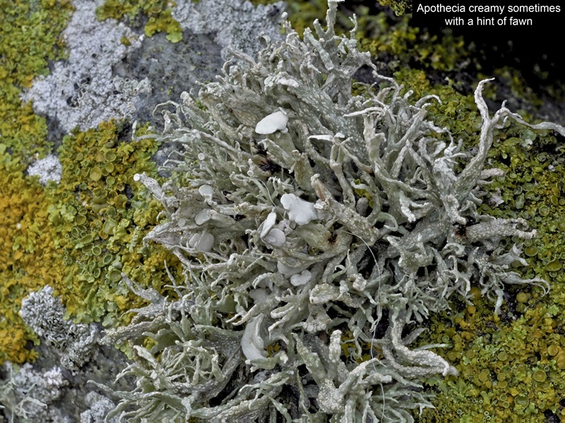 Ramalina siliquosa Lichen Species