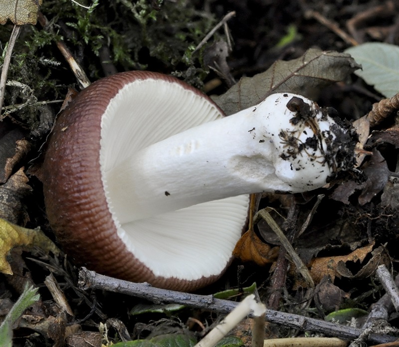 Russula brunneoviolacea Fungus Species