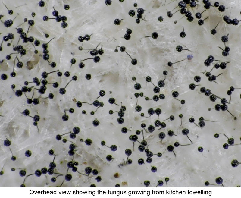 Stachybotrys chartarum Fungus Species